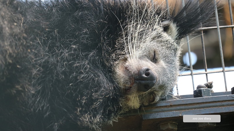 平川動物公園　ビントロング　寝